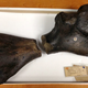 Illustration for article titled Both Halves Of A Giant Sea Turtle Fossil Found 160 Years Apart